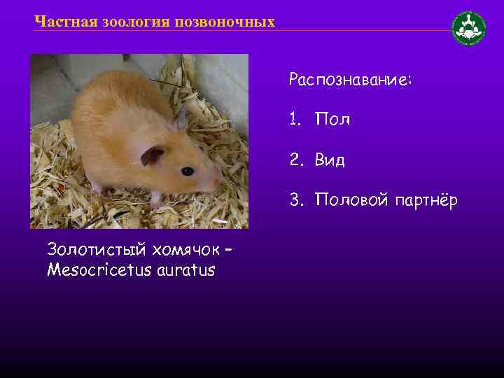 Частная зоология позвоночных Распознавание: 1. Пол 2. Вид 3. Половой партнёр Золотистый хомячок –