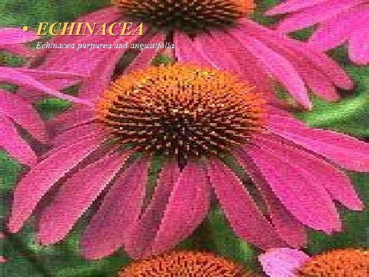  • ECHINACEA Echinacea purpurea and angustifolia 