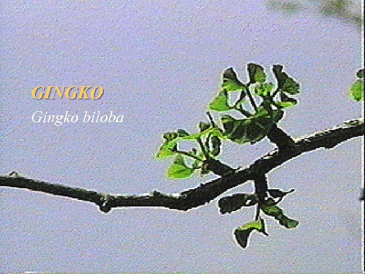 GINKGO Gingko biloba GINGKO Gingko biloba 