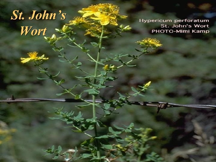 St. John’s Wort 