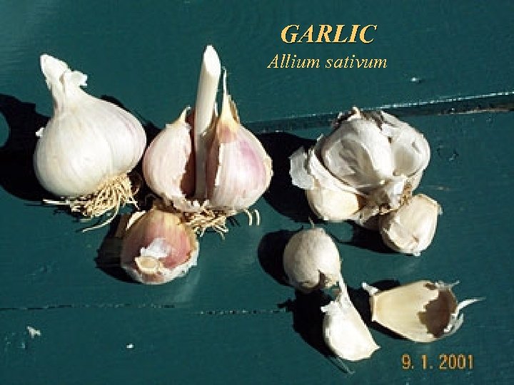 GARLIC Allium sativum 