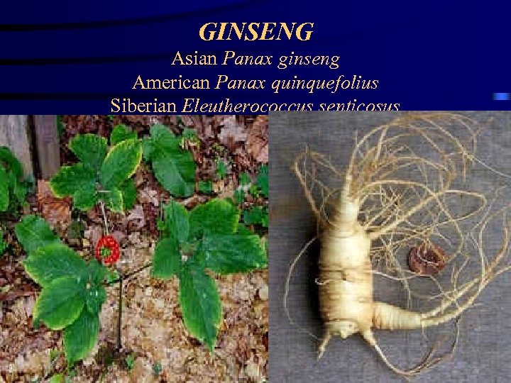 GINSENG Asian Panax ginseng American Panax quinquefolius Siberian Eleutherococcus senticosus 