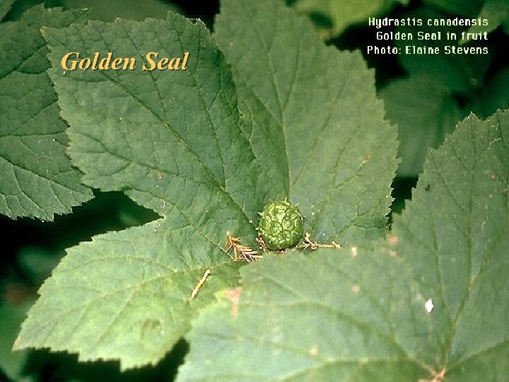 Golden Seal GOLDENSEAL Hydrasis canadensis 