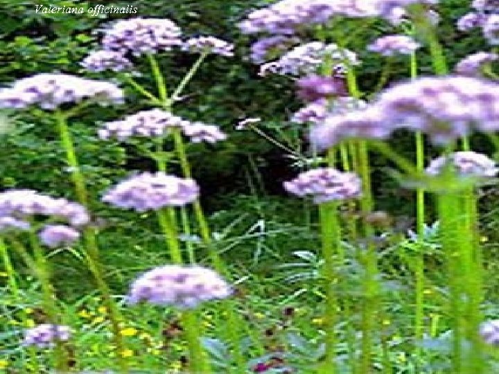 Valeriana officinalis 