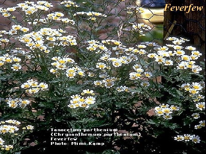 Feverfew FEVERFEW Tanacetum parthenium 