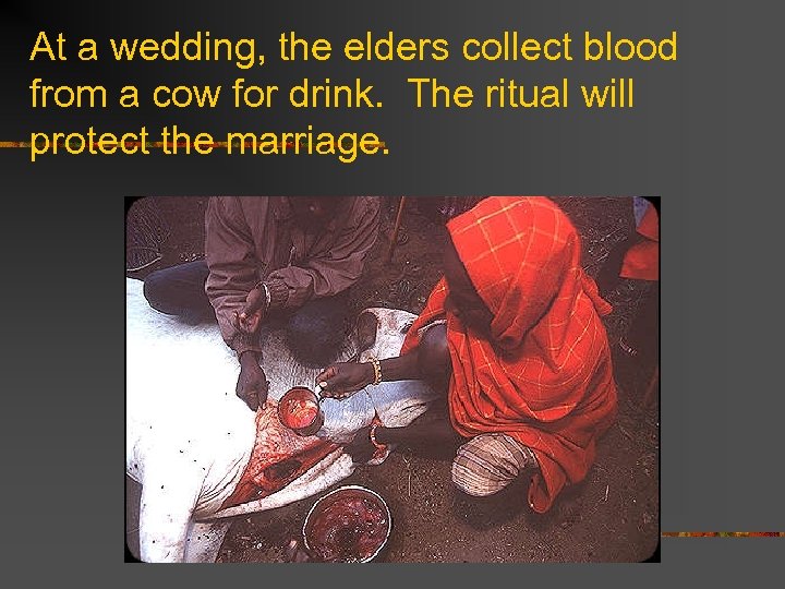 At a wedding, the elders collect blood from a cow for drink. The ritual