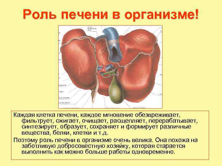 Роль печени в организме! Каждая клетка печени, каждое мгновение обезвреживает, фильтрует, сжигает, очищает, расщепляет,