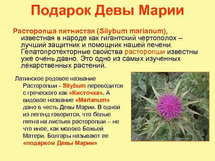 Подарок Девы Марии Расторопша пятнистая (Silybum marianum), известная в народе как гигантский чертополох –