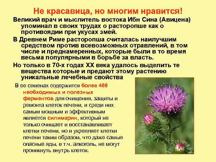 Не красавица, но многим нравится! Великий врач и мыслитель востока Ибн Сина (Авицена) упоминал