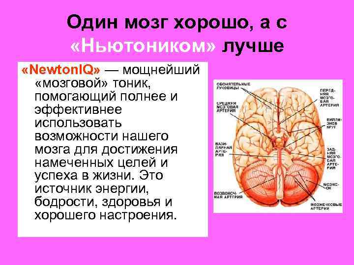 Один мозг хорошо, а с «Ньютоником» лучше «Newton. IQ» — мощнейший «мозговой» тоник, помогающий