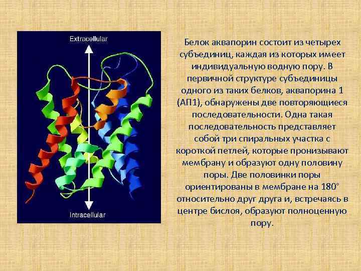 Белок аквапорин состоит из четырех субъединиц, каждая из которых имеет индивидуальную водную пору. В