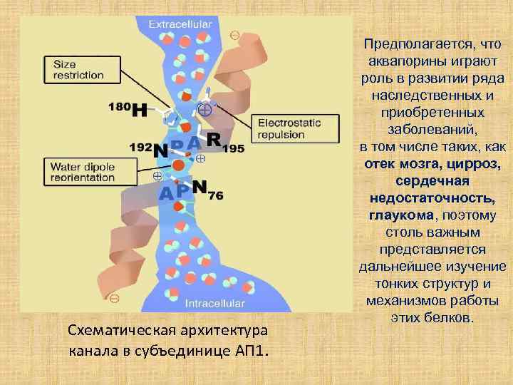 Схематическая архитектура канала в субъединице АП 1. Предполагается, что аквапорины играют роль в развитии