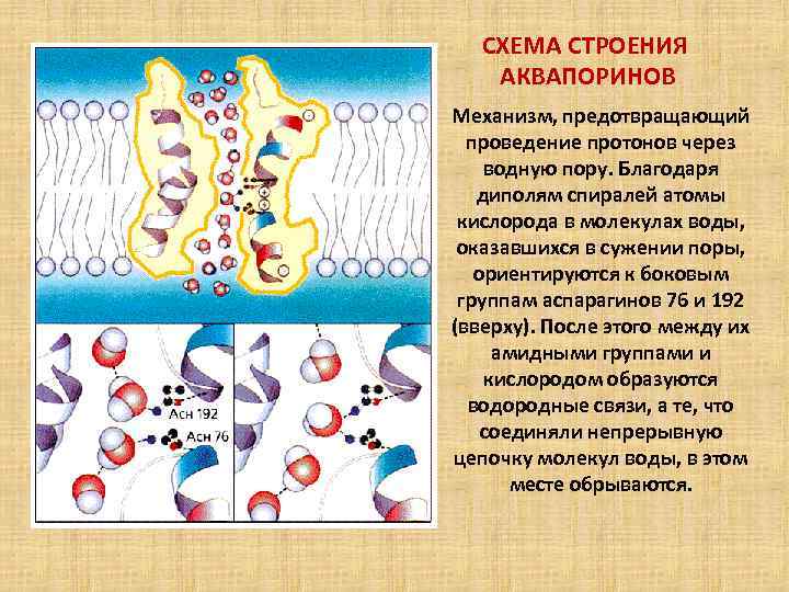 СХЕМА СТРОЕНИЯ АКВАПОРИНОВ Механизм, предотвращающий проведение протонов через водную пору. Благодаря диполям спиралей атомы