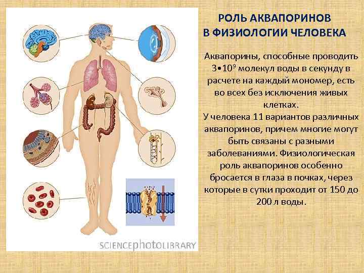РОЛЬ АКВАПОРИНОВ В ФИЗИОЛОГИИ ЧЕЛОВЕКА Аквапорины, способные проводить 3 • 109 молекул воды в