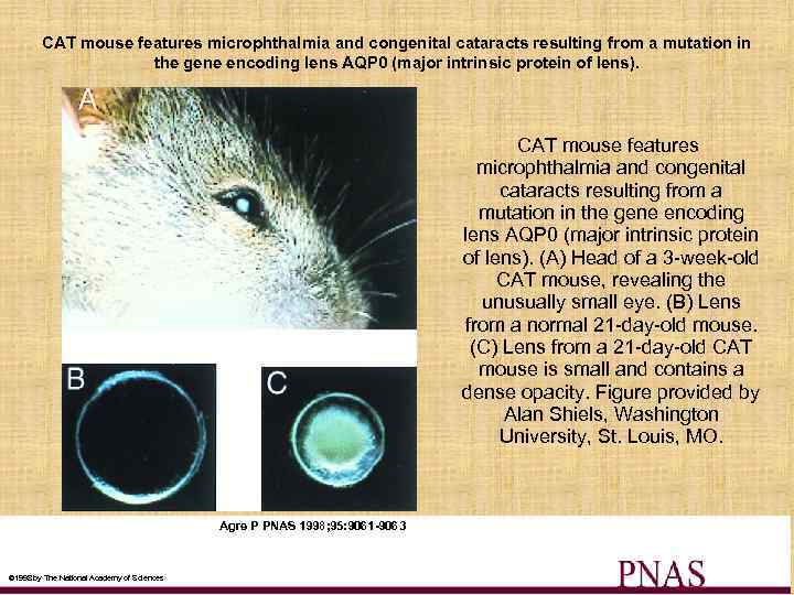 CAT mouse features microphthalmia and congenital cataracts resulting from a mutation in the gene