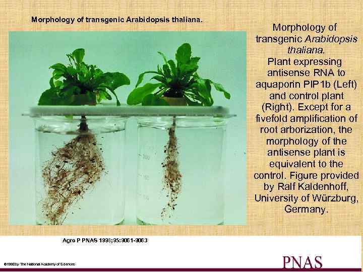 Morphology of transgenic Arabidopsis thaliana. Agre P PNAS 1998; 95: 9061 -9063 © 1998