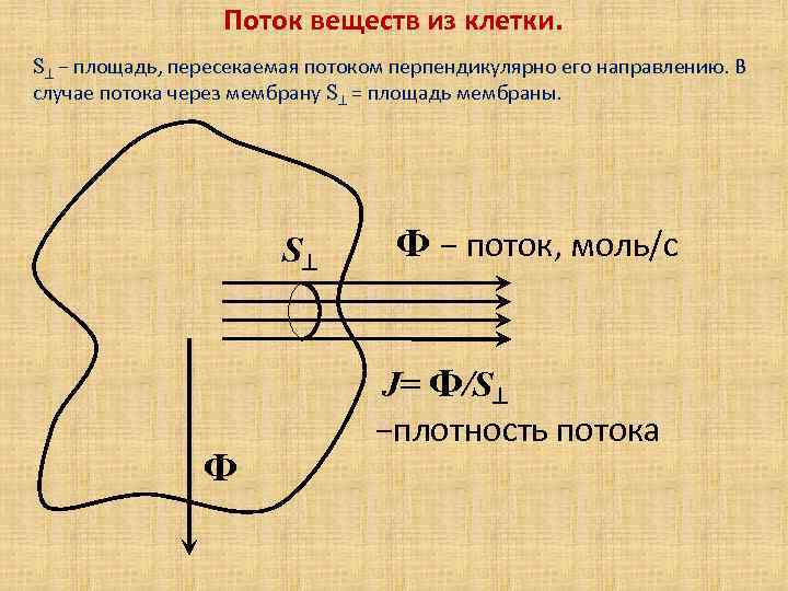  Поток веществ из клетки. S − площадь, пересекаемая потоком перпендикулярно его направлению. В