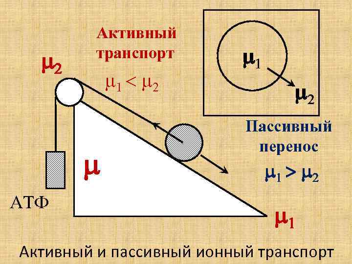 m 2 Активный транспорт m 1 < m 2 m АТФ m 1 m