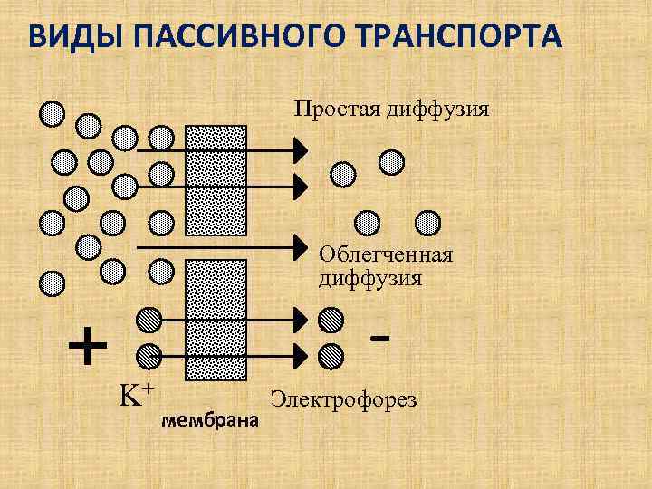 Виды пассивных