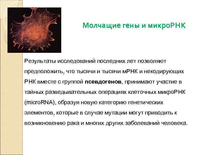 Молчащие гены и микро. РНК Результаты исследований последних лет позволяют предположить, что тысячи и