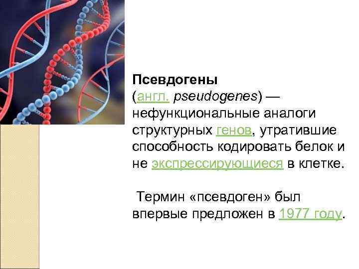 Гены не кодирующие белки. Процессированные псевдогены. Псевдогены в геноме человека. Роль псевдогенов в эволюции. Псевдогены примеры.