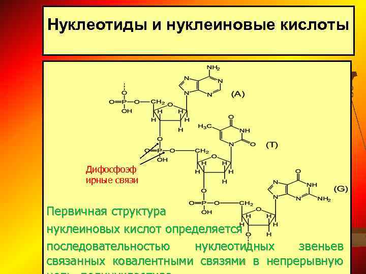 Мономер нуклеиновой кислоты аминокислота. Нуклеотиды нуклеозиды нуклеиновые кислоты. Структура нуклеиновых кислот. Связи в нуклеиновых кислотах. Связи между мононуклеотидными звеньями в нуклеиновых кислотах.