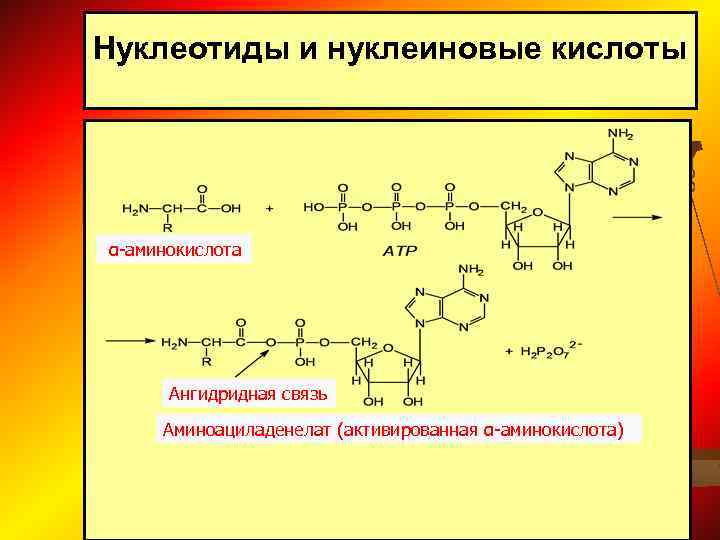 Аминокислоты нуклеиновые кислоты нуклеотиды презентация