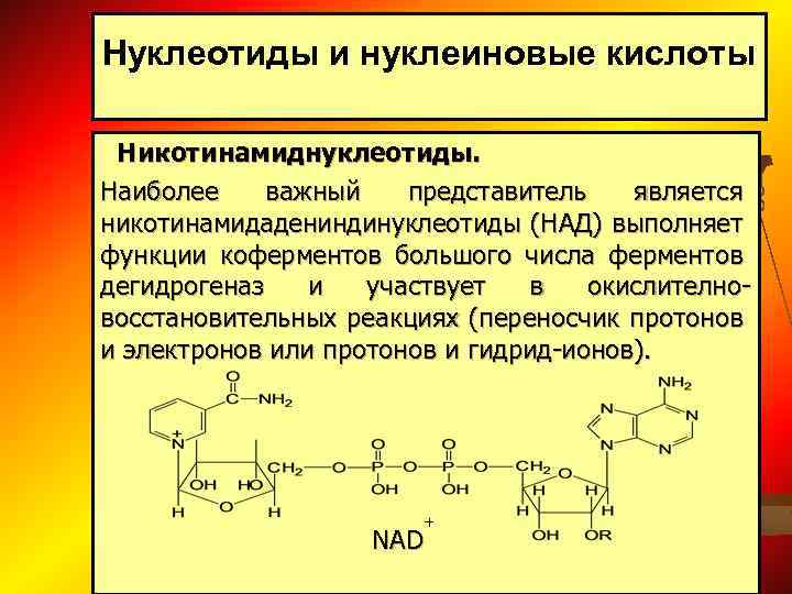 5 функций нуклеиновых кислот