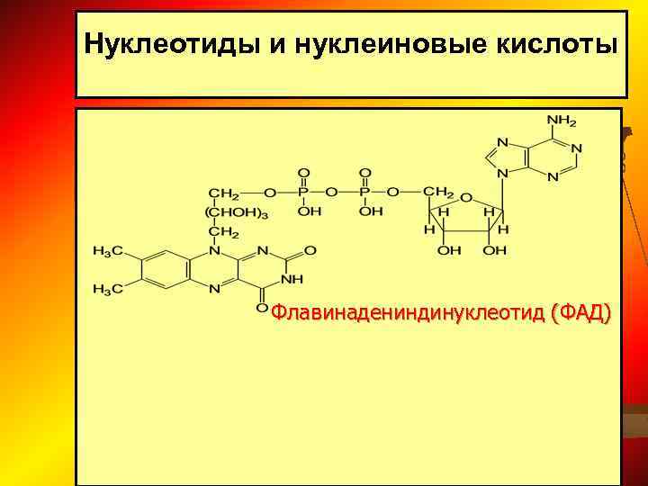 Жиры нуклеиновые кислоты