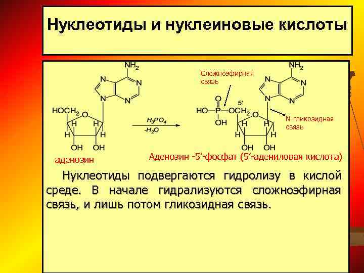 Тест нуклеотиды. Щелочной гидролиз уридиловой кислоты. Гидролиз 5 адениловой кислоты. Нуклеотид 5 адениловой кислоты. Гидролиз тимидин 5 монофосфата.