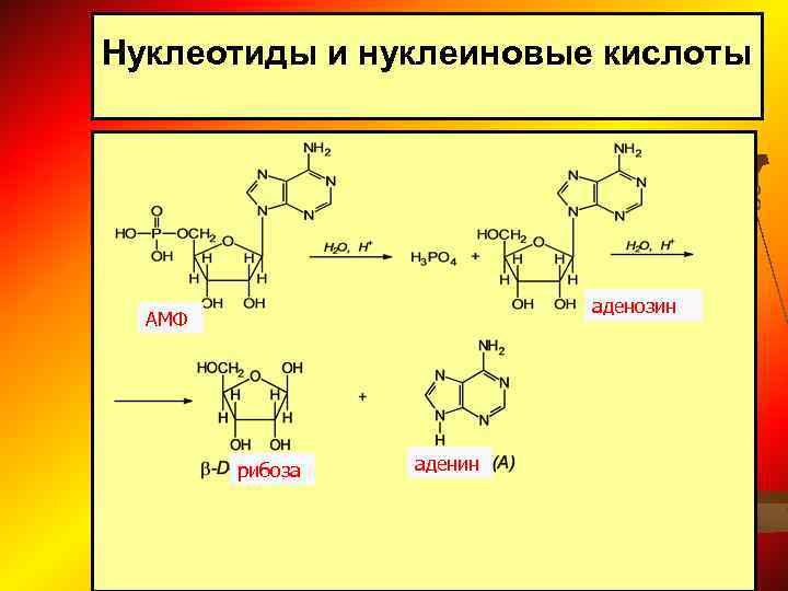 Содержит нуклеотид аденин. Нуклеотиды и нуклеиновые кислоты. Нуклеиновые кислоты аденин. Аденозин нуклеотид. Нуклеотиды кислоты.