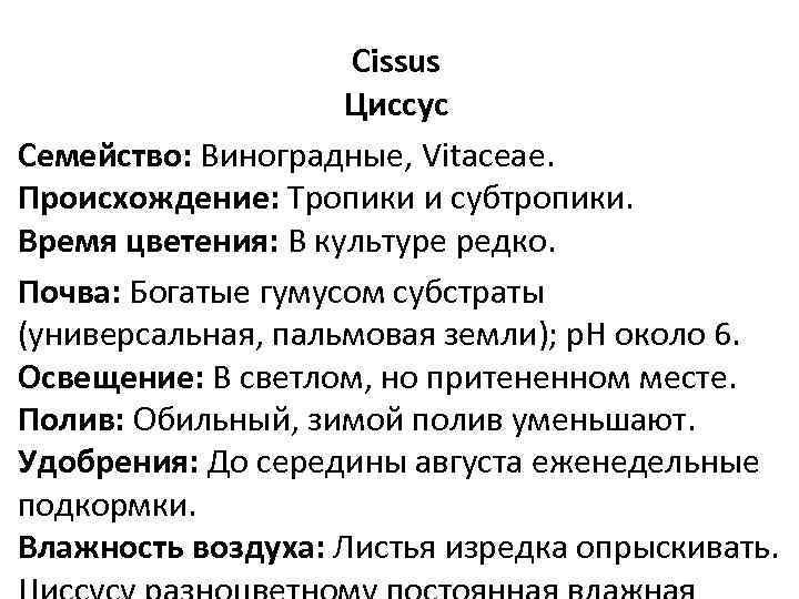 Cissus Циссус Семейство: Виноградные, Vitaceae. Происхождение: Тропики и субтропики. Время цветения: В культуре редко.