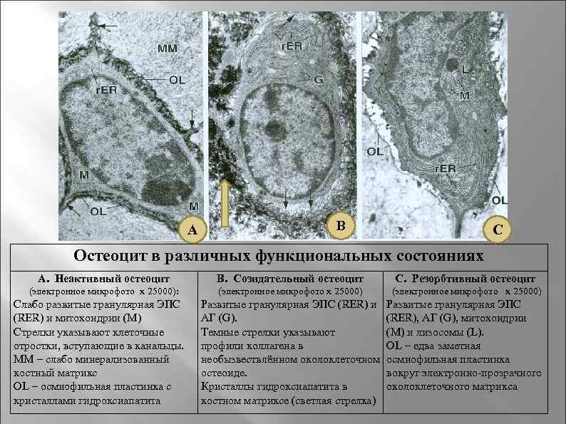 Остеоциты функции