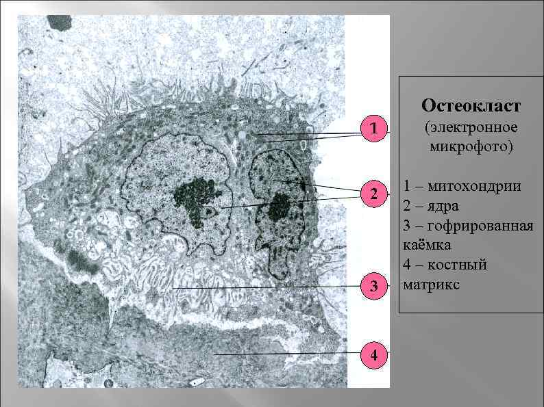 Схема строения остеобласта