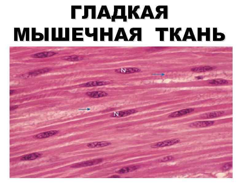 Гладкая мышечная ткань в дерме. Гладкая мышечная ткань мезенхимного типа. Гладкие мышцы под микроскопом. Изображение гладкой мышечной ткани. Гладкая ткань.