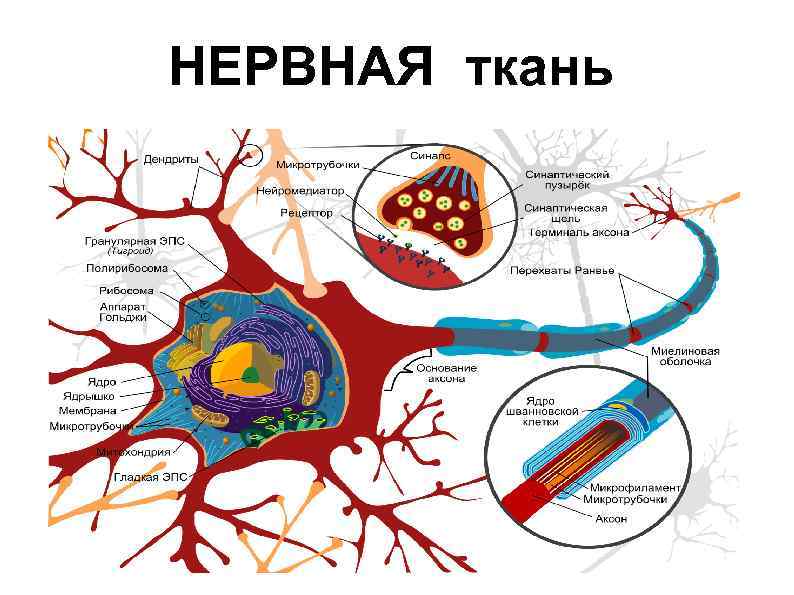 Ткани нервной системы фото