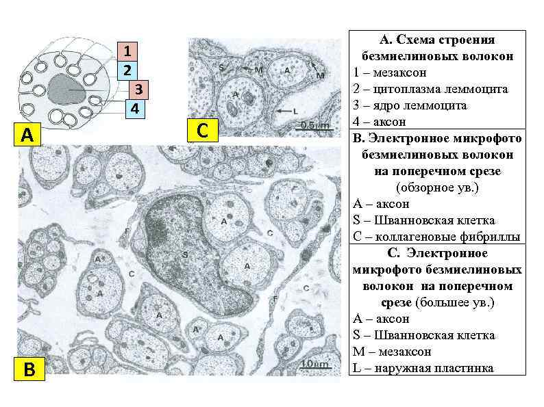 1 2 3 4 А В С A. Схема строения безмиелиновых волокон 1 –
