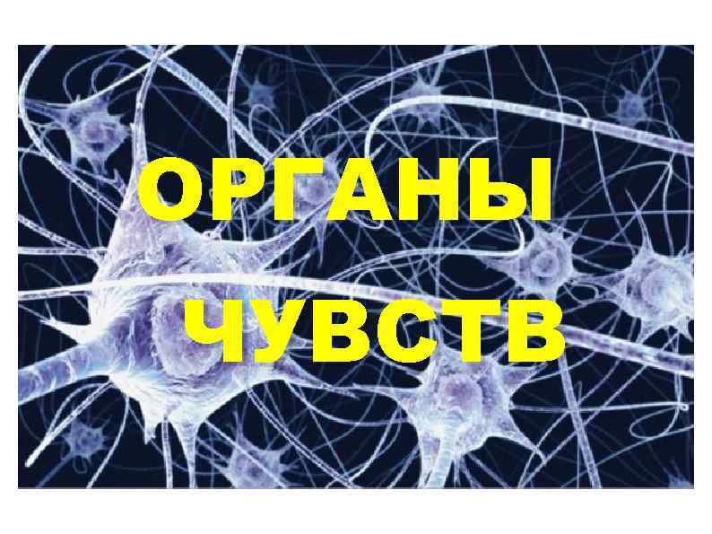 ОРГАНЫ ЧУВСТВ 