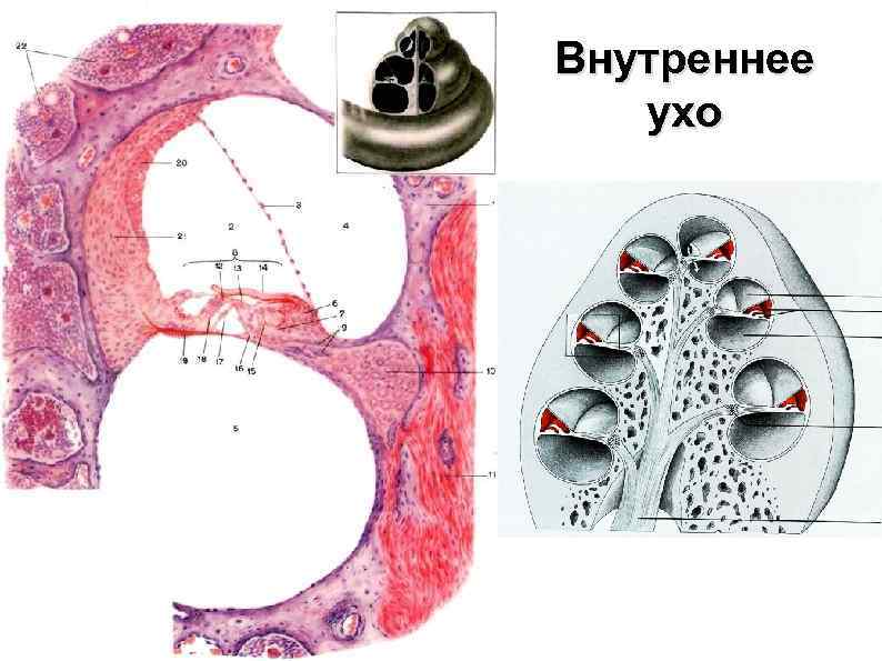 Презентация внутреннее ухо