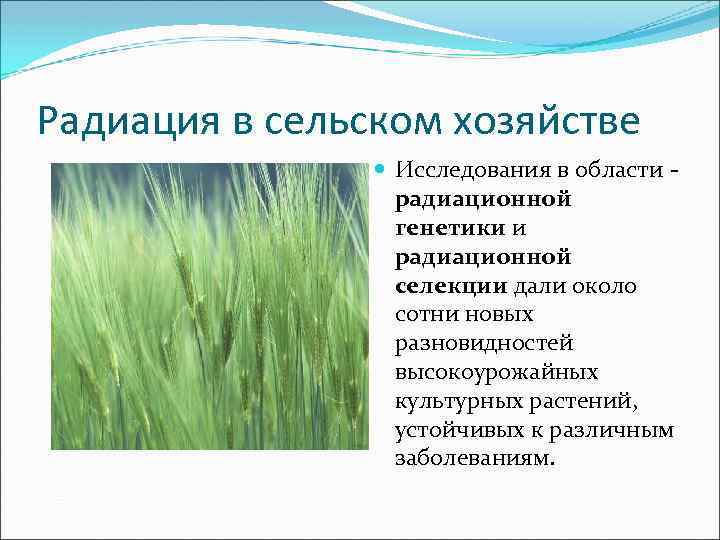 Радиация в сельском хозяйстве Исследования в области радиационной генетики и радиационной селекции дали около