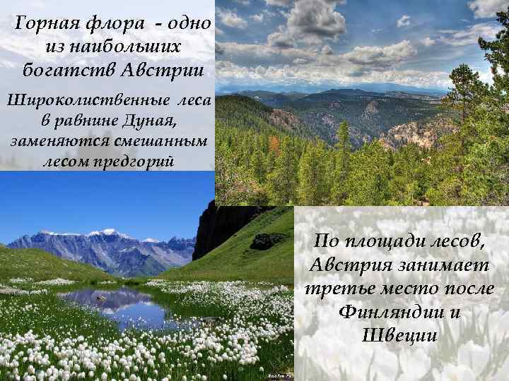 Горная флора - одно из наибольших богатств Австрии Широколиственные леса в равнине Дуная, заменяются
