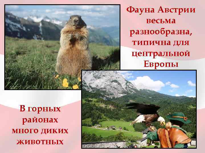 Фауна Австрии весьма разнообразна, типична для центральной Европы В горных районах много диких животных