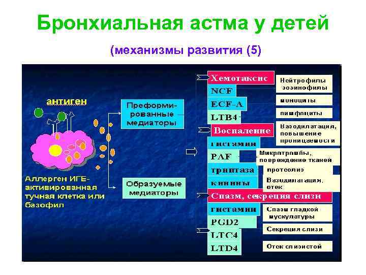 Бронхиальная астма у детей (механизмы развития (5) 