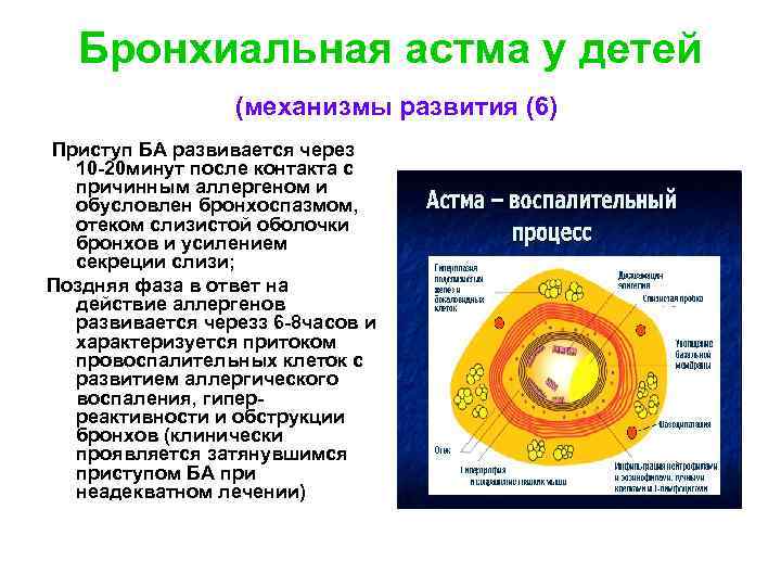 Бронхиальная астма у детей (механизмы развития (6) Приступ БА развивается через 10 -20 минут