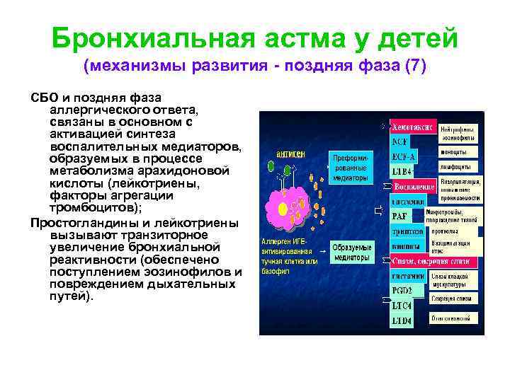 Бронхиальная астма у детей (механизмы развития - поздняя фаза (7) СБО и поздняя фаза
