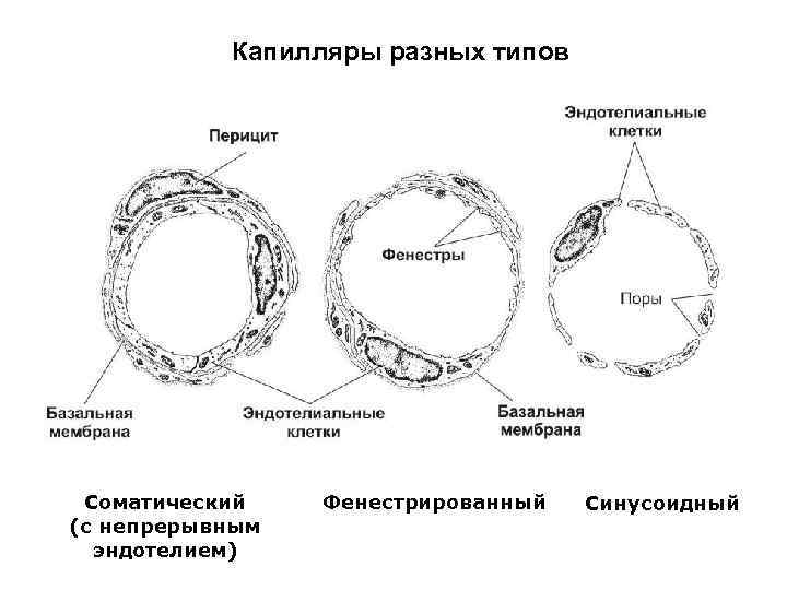 Сосуды микроциркуляторного русла гистология рисунок