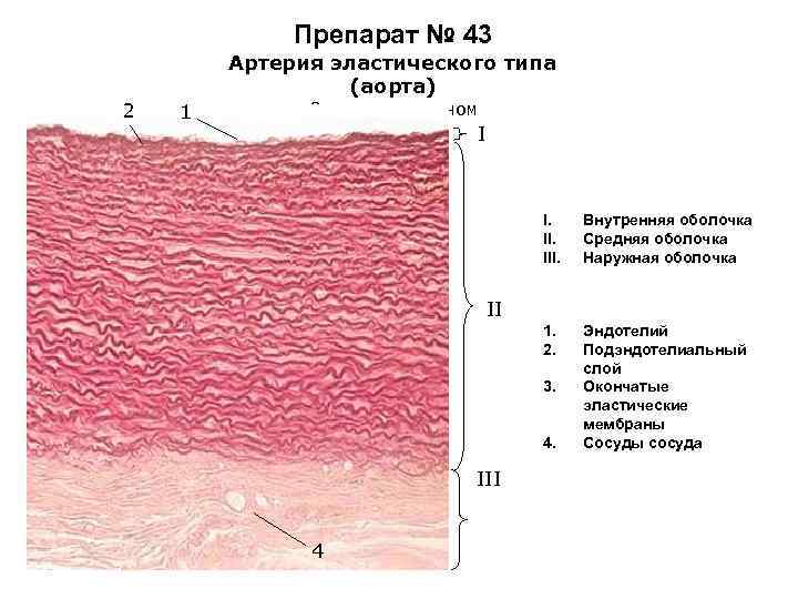 Схема строения волоса продольный срез гистология - 85 фото