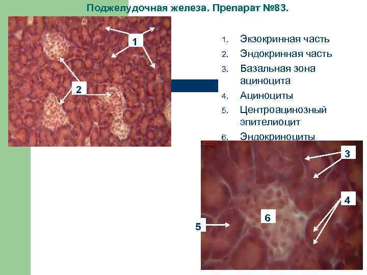 Экзокринная поджелудочная железа