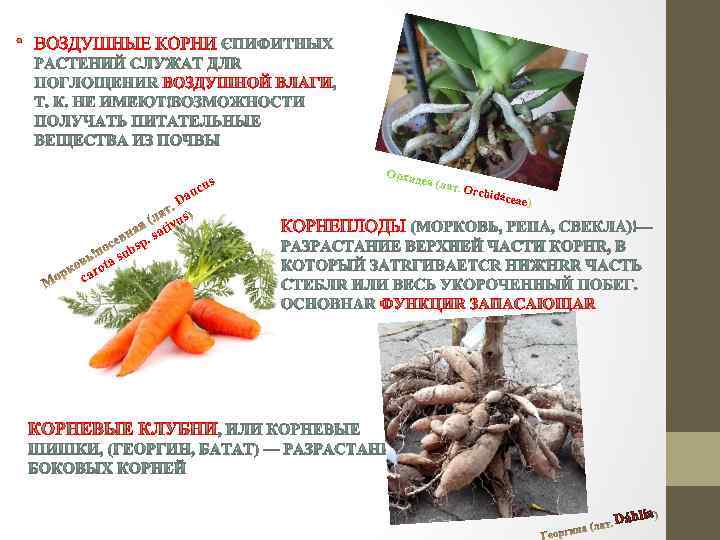  • s cu u Da us tiv Орхид ея (ла т. Orc hidáce