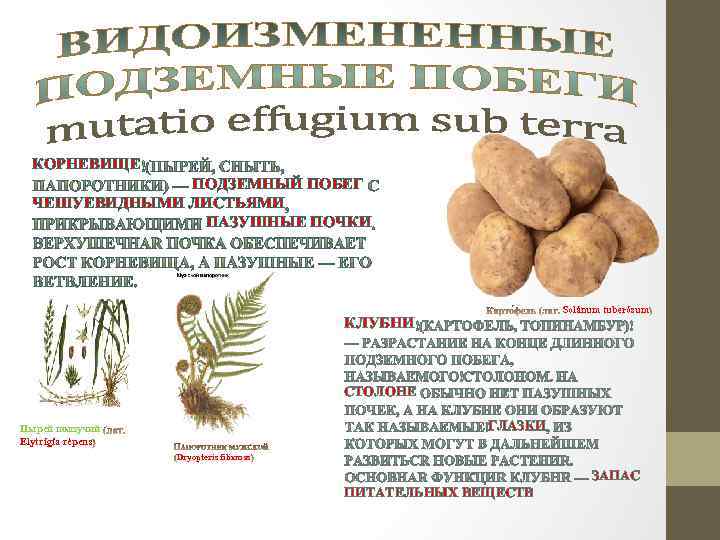 КОРНЕВИЩЕ ПОДЗЕМНЫЙ ПОБЕГ ЧЕШУЕВИДНЫМИ ЛИСТЬЯМИ ПАЗУШНЫЕ ПОЧКИ Solánum tuberósum КЛУБНИ СТОЛОНЕ ГЛАЗКИ Пырей ползучий
